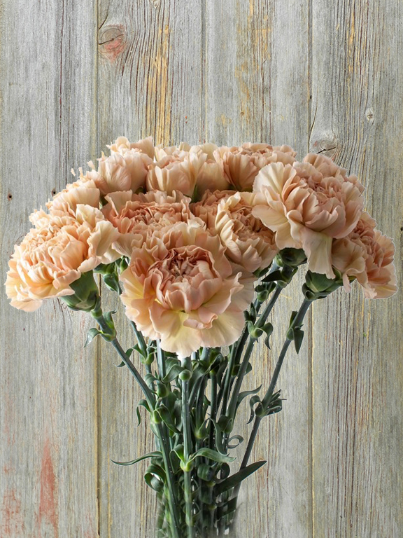 LEGE MARRONE VINTAGE  PEACH CARNATIONS